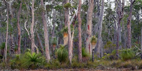 Jarrah Forest David Bettini