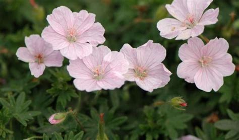 Герань криваво-червона: посадка й догляд, сорти, фото