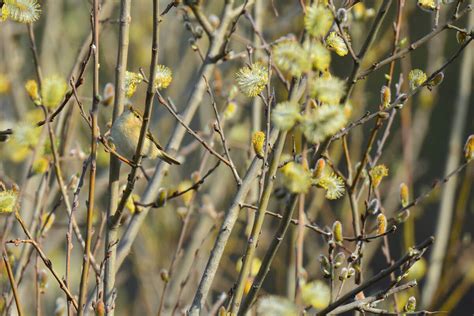 Homestead Stories Growing Pussy Willows Insteading