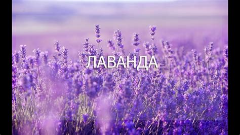 Лаванда - YouTube