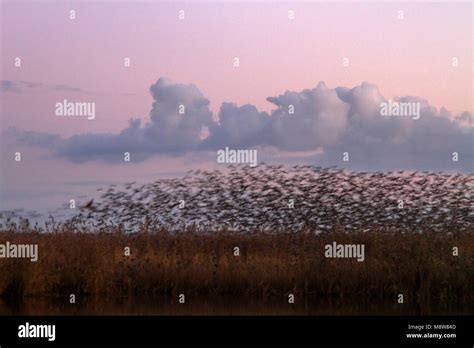 Zwerm spreeuwen vliegend boven krietkraag; Common Starling flock flying ...