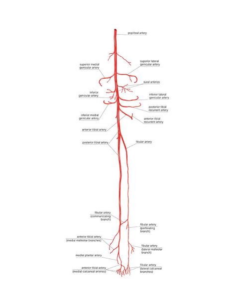 Arterial System Of The Leg Photograph By Asklepios Medical Atlas