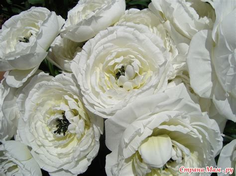 Пена из цветов. - Цветы из ткани - Страна Мам