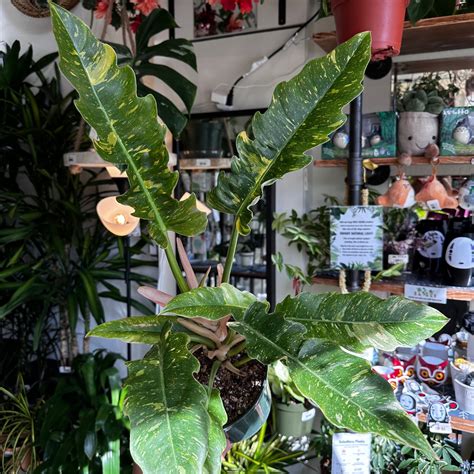 6" Philodendron "Ring of Fire" Variegated | Planterday
