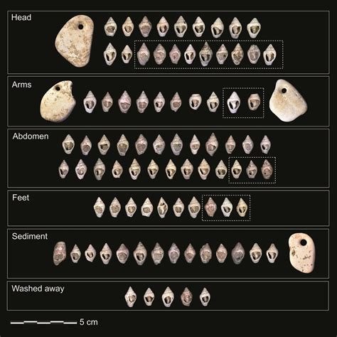 Digs & Discoveries - UPDATE: Mesolithic Baby Carrier - Archaeology