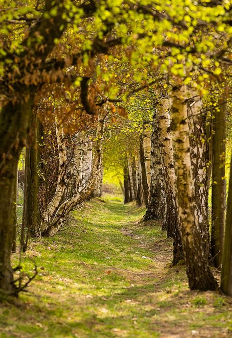 Hd Wallpaper Nature Trees Away Avenue Landscape Spring Romantic