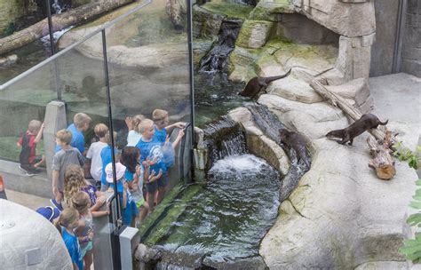 Tennessee Aquarium Exhibits — franklin|architects