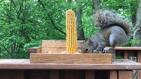 Backyard Squirrel Youtube