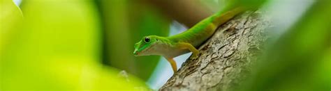 15 Types of Geckos: Species, Facts and Photos