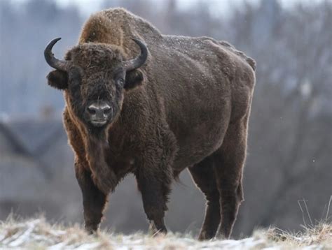 Wood Bison - Facts, Size, Diet, Pictures - All Animal Facts