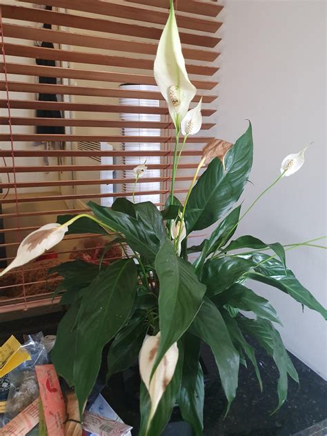 My Peace Lily Is Sick Please Help Rhouseplants