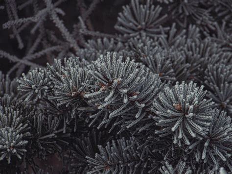 Еловые лапки | Пикабу