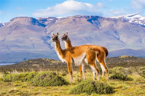 Wildlife in Patagonia: 20 Amazing Species | Celebrity Cruises