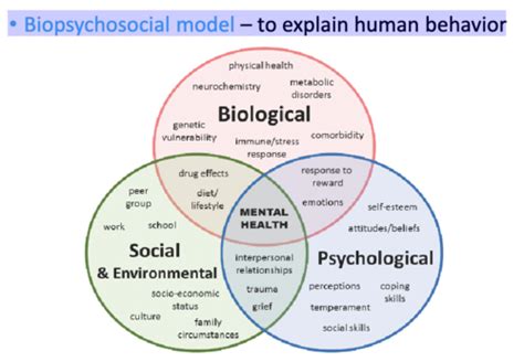 Psych Flashcards Quizlet