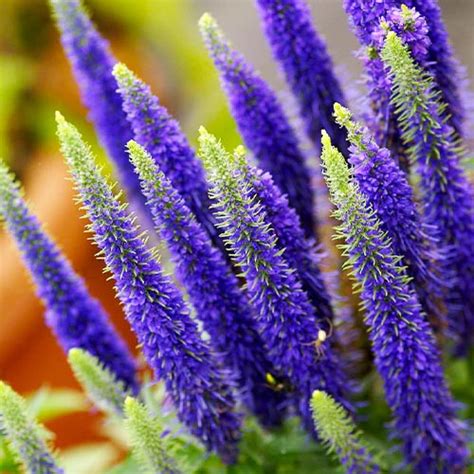 Вероника Ulster Dwarf Blue🌷 - купить корневища и саженцы в горшках в ...