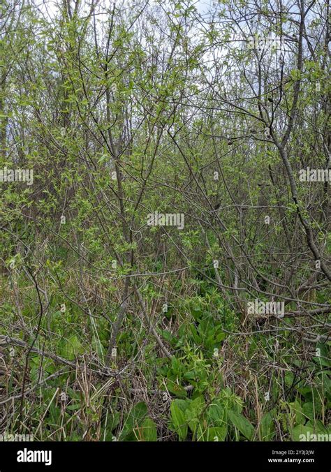 Pussy Willow Salix Discolor Plantae Stock Photo Alamy