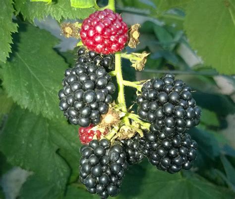 Саженцы ежевики блэк даймонд купить в Москве по цене от 990 рублей