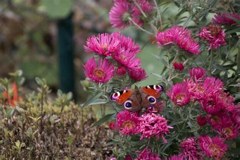 Premium Photo Close Up Of Butterfly On Pink Flowers