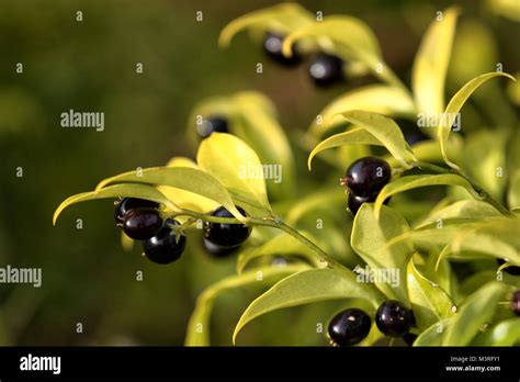 Sarcococca Confusa Black Berries Stock Photo Alamy