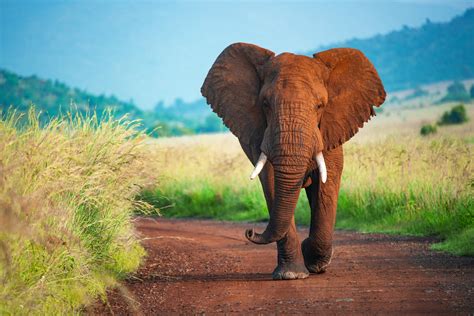 What Can Elephants Teach Us About Cancer Cancer Research UK Cancer