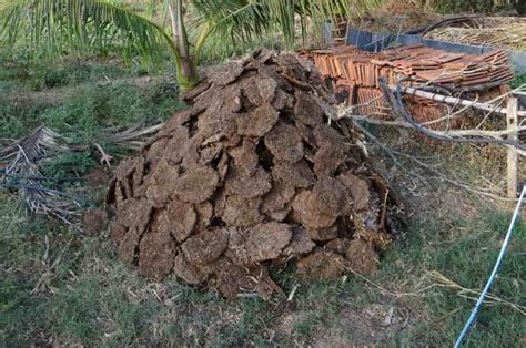 dung manure compost  step  step guide