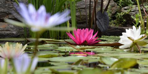 Plantas acuáticas cómo incorporarlas en los espacios verdes