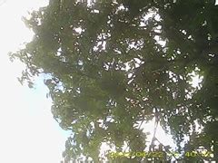 Debaixo Da Saia Pornzog Free Porn Clips