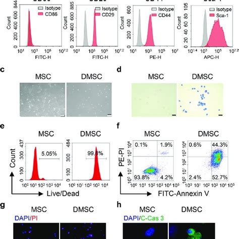 Culture And Identification Of Mscs And Dmscs A The Morphology Of Mscs Download Scientific