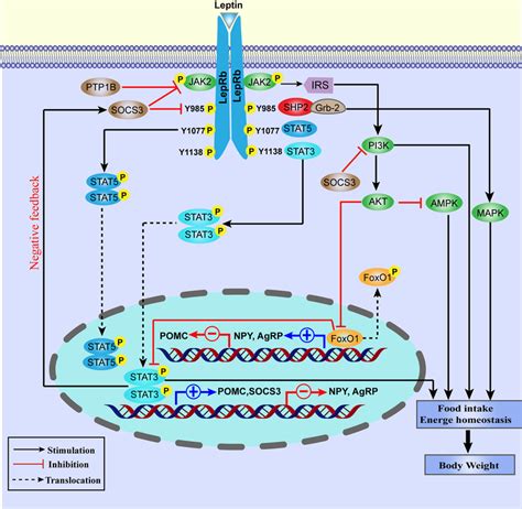 Leptin Signaling Pathways Leptin Binding To Leprb Activates Jak2 Thus