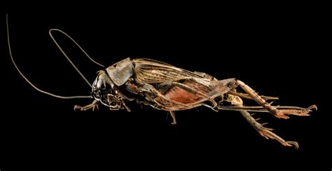 Close Ups Of Kick Ass Bugs EBaum S World