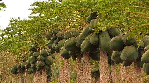 Modern Pawpaw Farming Guideline For Dry Areas Youtube