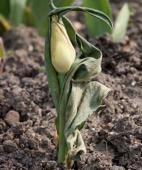 What is tulip fire and how do you prevent it? | Gardeningetc