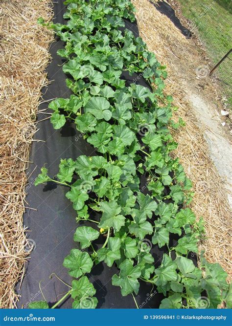 Cantaloupe Plants Growing in Garden Rows Stock Image - Image of plastic