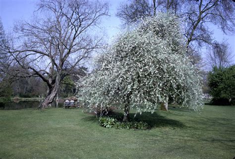 Pyrus Salicifolia Pendula Pendulous Willow Leaved Pearrhs Gardening