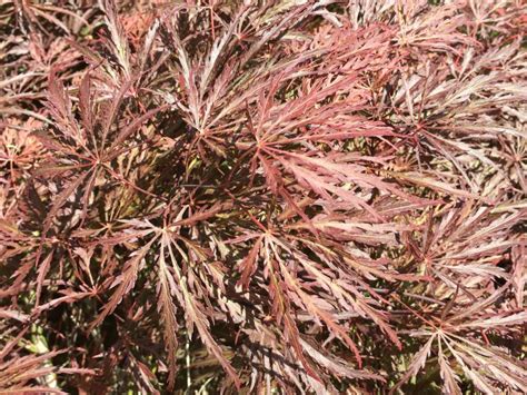 Red Select Advanced Japanese Maple Raraflora