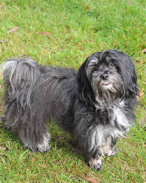 24 Havanese Colors And Markings With Pictures