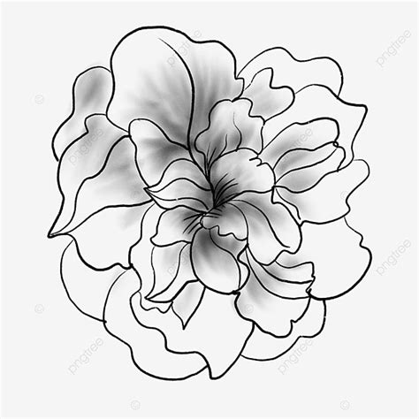 Flor Preto E Branco PNG Flores Preto E Branco Pintado à Mão Imagem