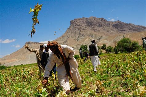 The Taliban Ban Drug And Opium Cultivation Euro Weekly News