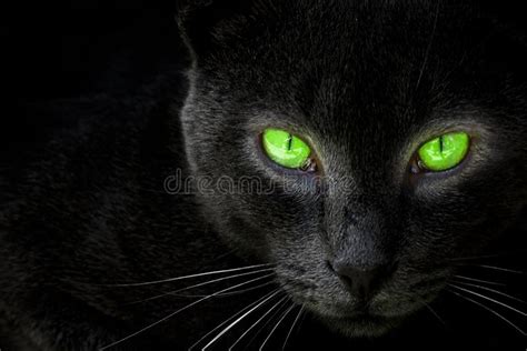 Olhar Do Gato Preto Em Uma Lente Foto De Stock Imagem De Pets