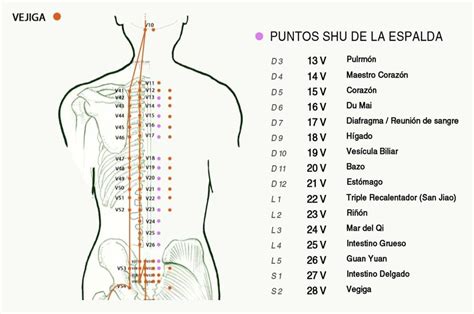 Acupuntura Puntos Acupuntura Agujas De Acupuntura