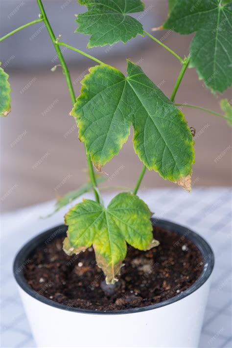 Premium Photo | Problems of growing domestic plants dry yellow tips of