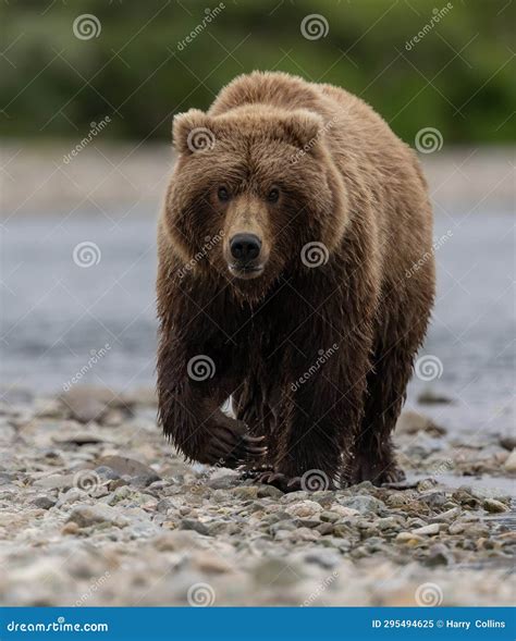 Brown Bear Fishing For Salmon In Alaksa Stock Image Image Of Rodent