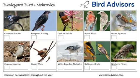 Top 33 Backyard Birds In Nebraska (Free ID Chart)