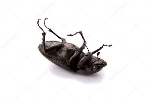 dead bug stock photo  marylooo