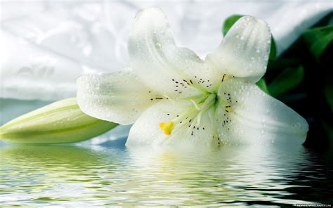 Lily Flowers Wallpapers - Wallpaper Cave