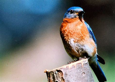 Bluebird expert says habitat is key to putting up a successful bluebird ...