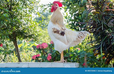 Rooster Crows Stock Image Image Of Agriculture Poultry 49572945