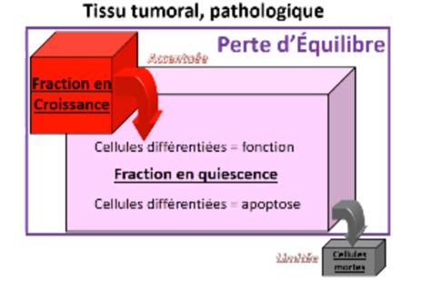 M Le Cycle Cellulaire Cartes Quizlet