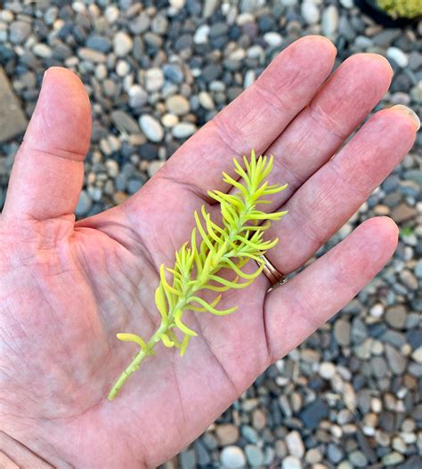 Sedum Angelina Plant Cuttings, Succulent Ground Cover, Hardy Succulents