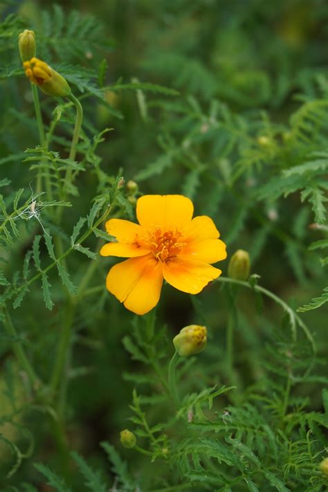 Tagetes Tenuifolia Tangerine Gem Seeds From Chiltern Seeds